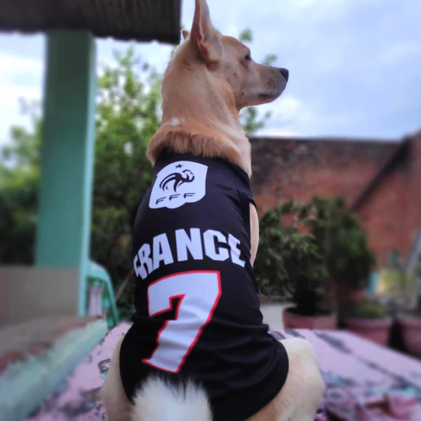 Summer T-Shirt for Pets