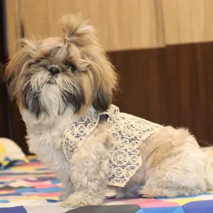 Stylish Dog Coat Costume
