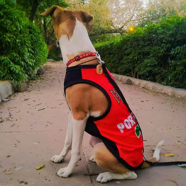 Summer T-Shirt for Pets