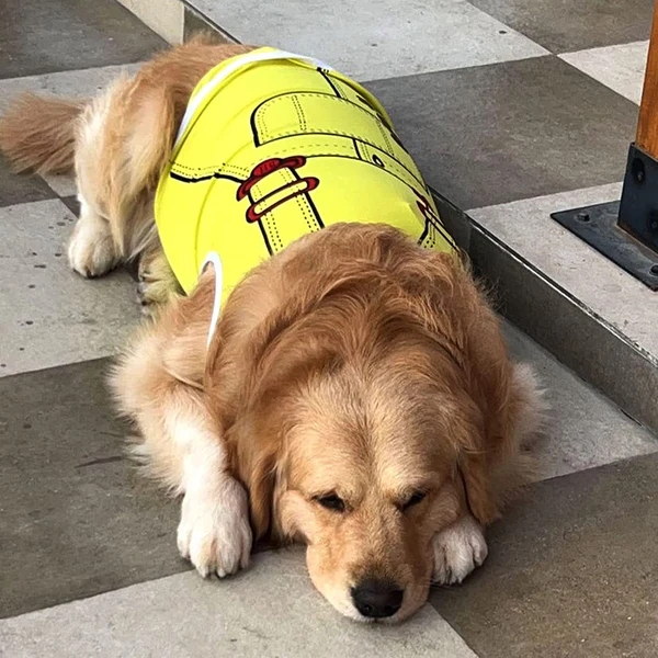 Summer T-Shirt for Pets
