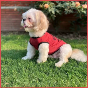 Summer T-Shirt for Pets
