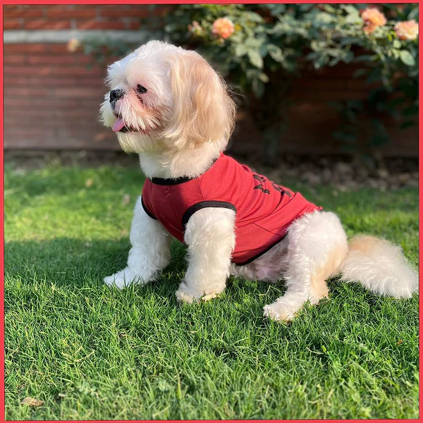 Summer T-Shirt for Pets