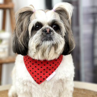 Pawgypets Heart Bandana for Dogs and Cats (Red)