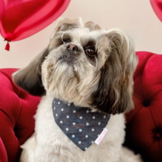 Pawgypets Floral Denim Bandana for Dogs and Cats (Denim)