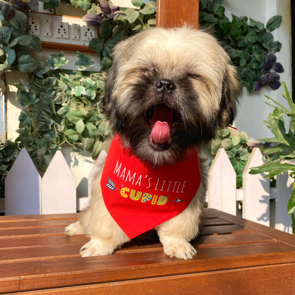 Dogobow Mama's Little Cupid Scarf for Dogs (Red) (Get a Bow Free) - Image 3