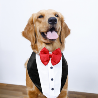 15Furries Tuxedo Bandana for Dogs