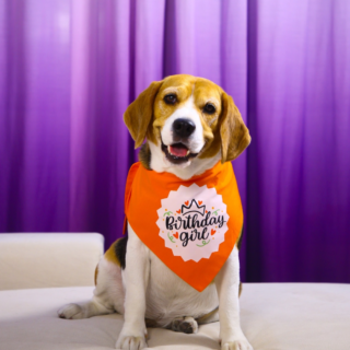 Dogobow Birthday Girl Printed Bandana for Dogs (Orange/White)