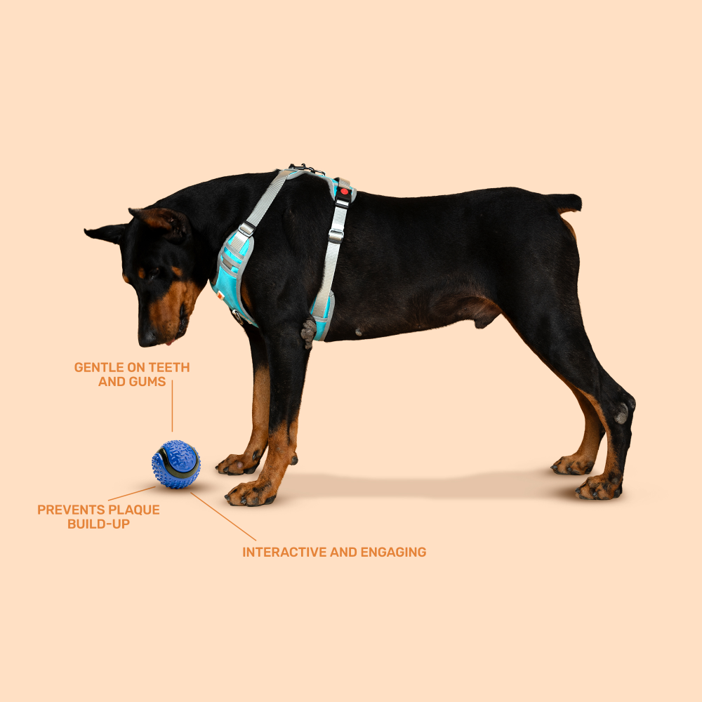 Kibbo Non Toxic Dotted Rubber Big Ball Chew Toy For Dogs And Cat Blue - Image 3