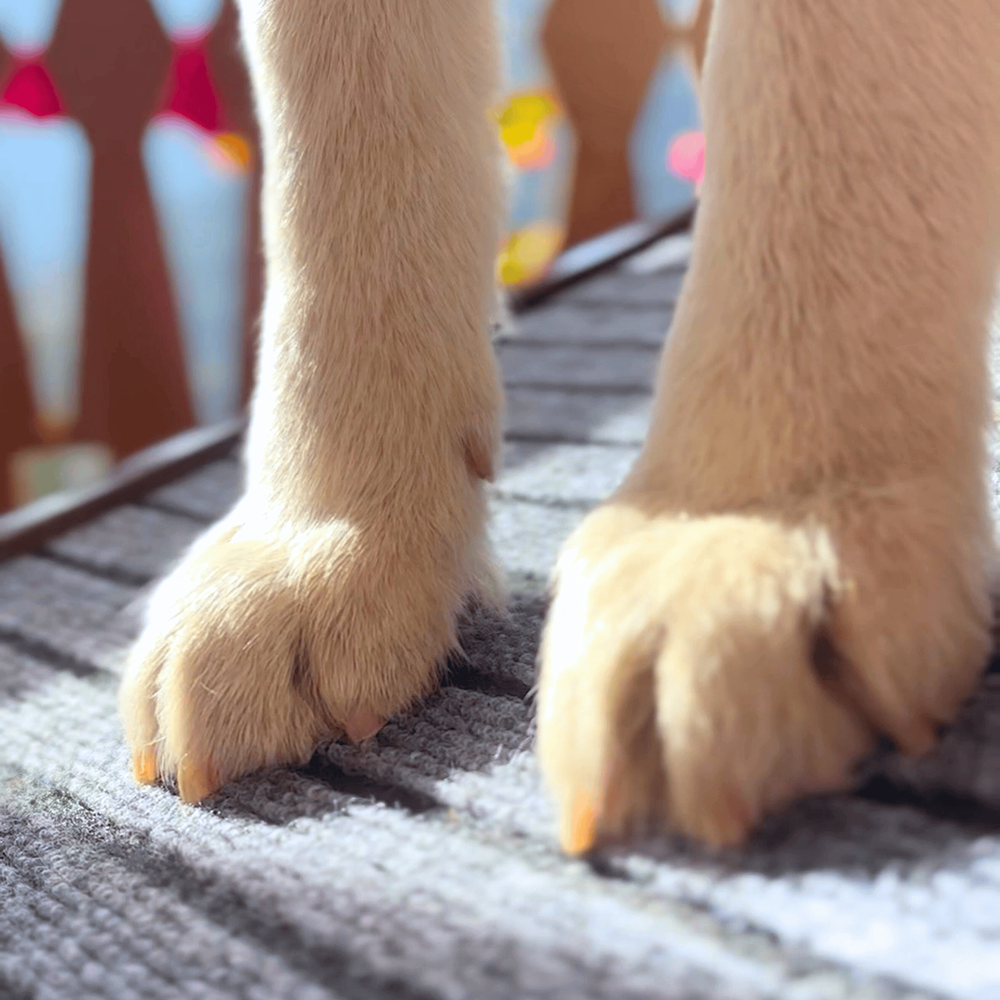 FurryLiving Wooden Ramp for Dogs and Cats (Dark Brown)