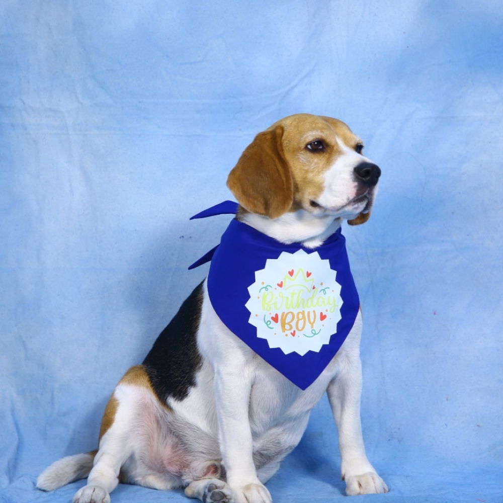 Dogobow Birthday Boy Bandana for Dogs (Blue)