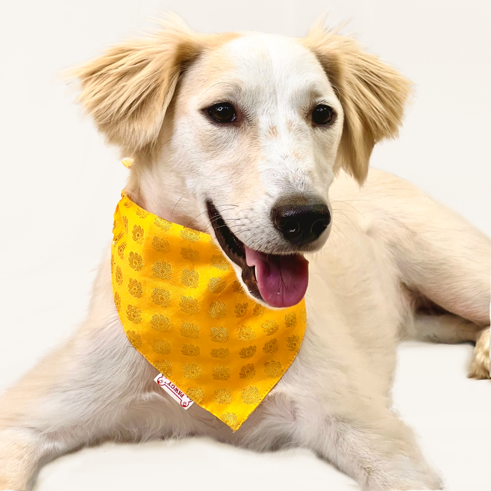 Pawgypets Occasion Wear Bandana for Dogs and Cats (Yellow)