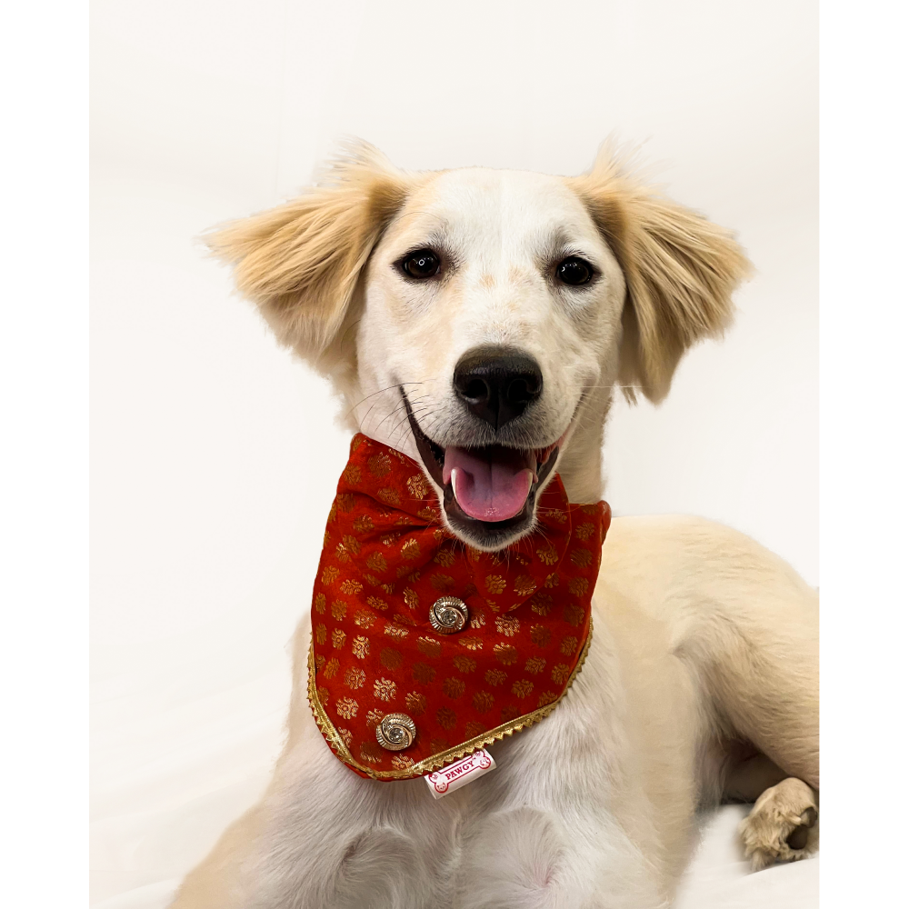 Pawgypets Occasion Wear Bow Bandana For Dogs And Cats Red