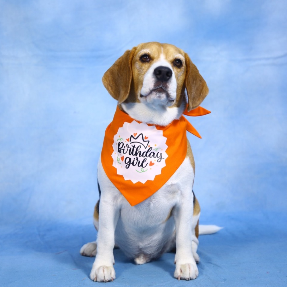 Dogobow Birthday Girl Printed Bandana for Dogs (Orange/White)