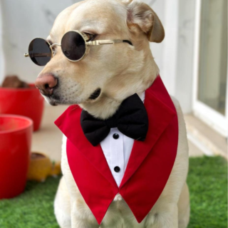 Dogobow Velvet Tuxedo Vest Bandana for Dogs (Red) (Get a Bow Free)