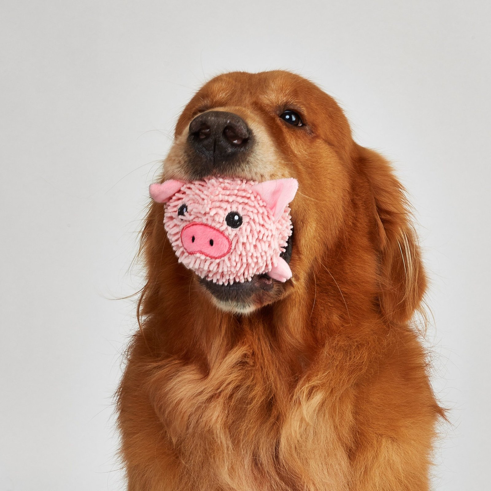Fofos Pig and Cow Sprike Ball Animal Toy for Dogs - Image 3