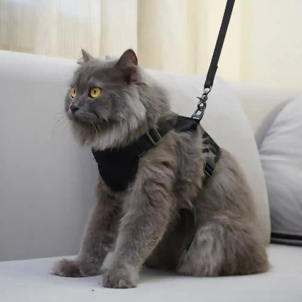 Skatrs Harness with Leash for Cats (Black)